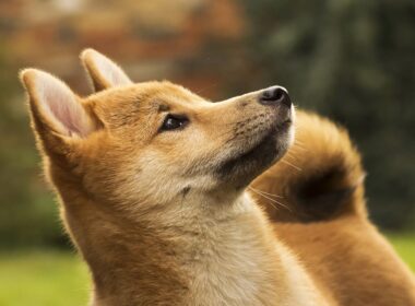 crypto-markets-today:-ena,-doge-rally-as-bitcoin-downside-concerns-linger