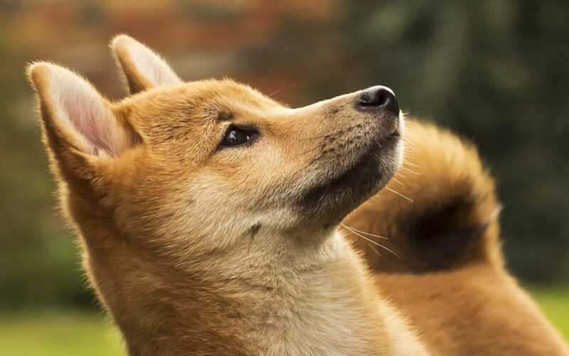 crypto-markets-today:-ena,-doge-rally-as-bitcoin-downside-concerns-linger