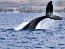 bitcoin,-ether,-xrp-face-september-test-after-biggest-whale-distribution-in-years