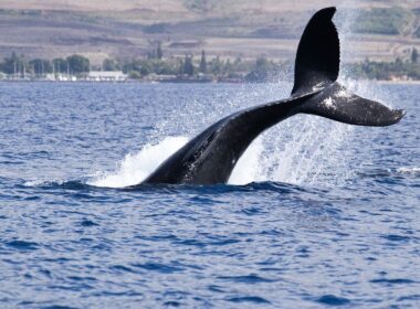 bitcoin,-ether,-xrp-face-september-test-after-biggest-whale-distribution-in-years