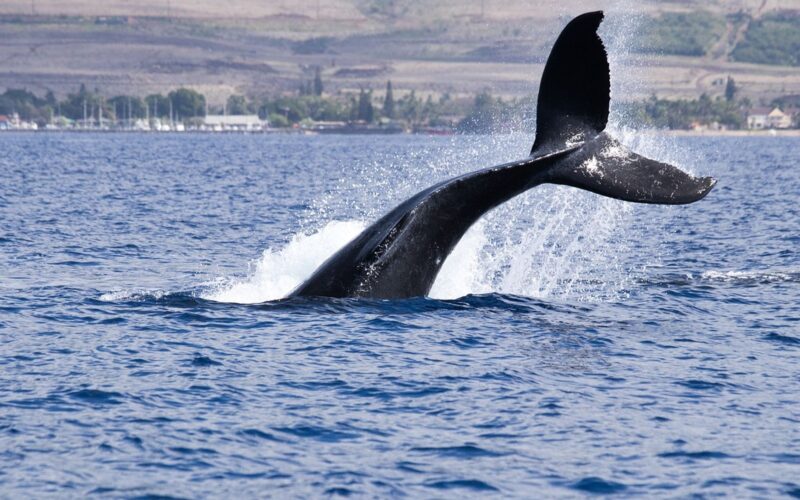 bitcoin,-ether,-xrp-face-september-test-after-biggest-whale-distribution-in-years