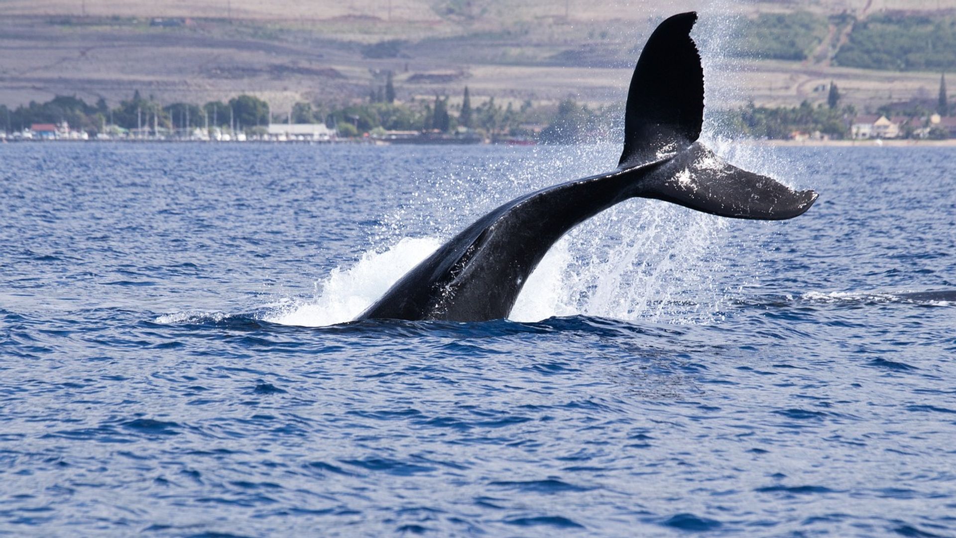 bitcoin,-ether,-xrp-face-september-test-after-biggest-whale-distribution-in-years