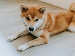 cleancore-solutions’-doge-holdings-top-500m;-shares-rise-13%